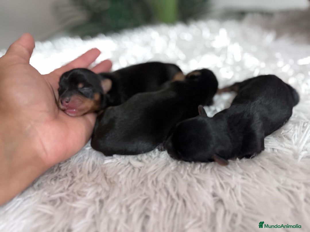 Yorkshire Terrier perros en venta: YORKSHIRE TERRIER - Imagen 8