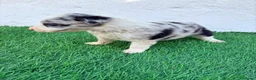 Border Collie perros en venta: Border Collie merle blue - Anuncio 8