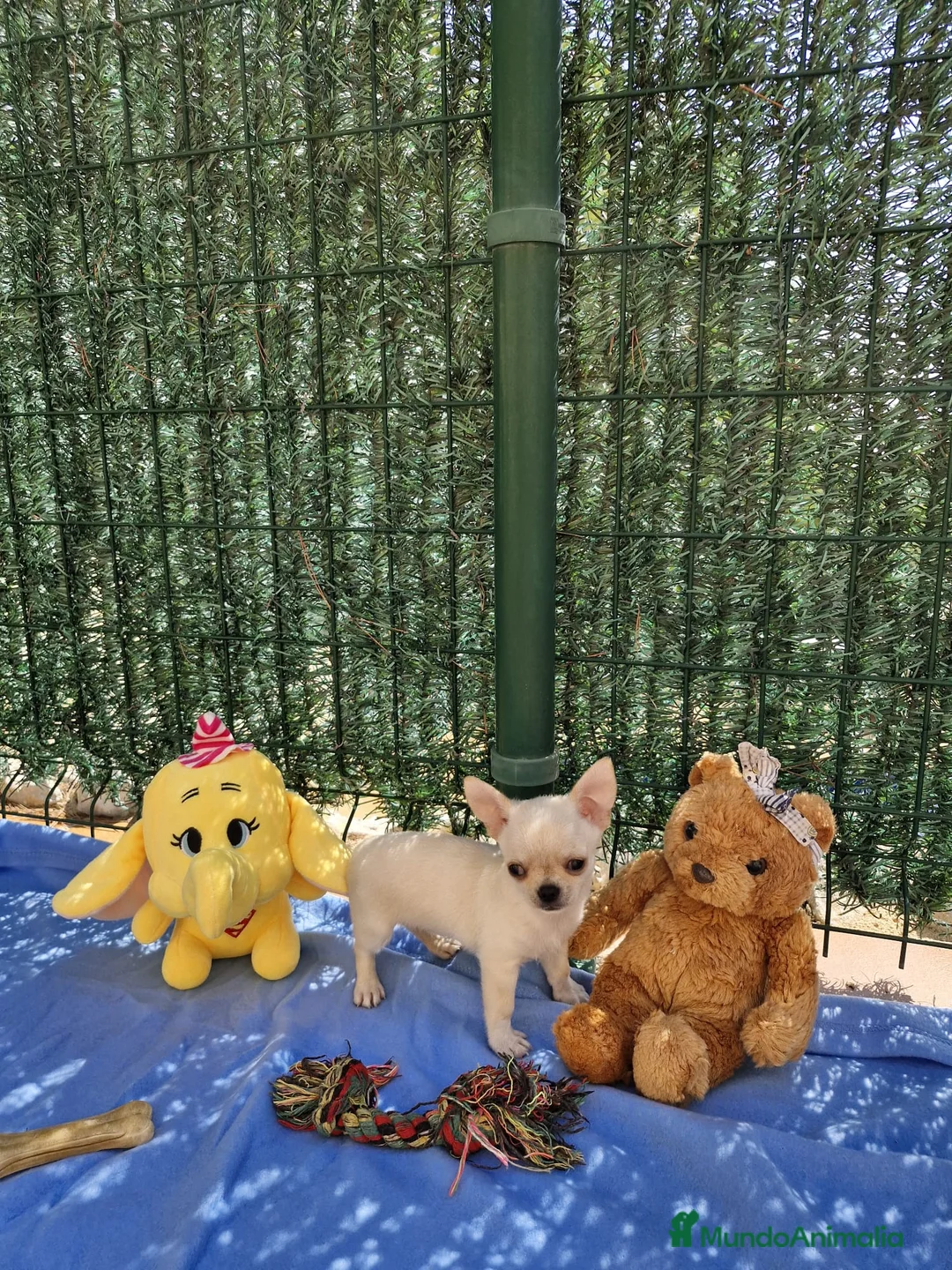 Chihuahua perros en venta: Chihuahuas en Barcelona - Anuncio 3