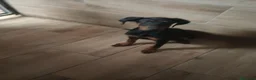 Dobermann perros en venta: Doberman europeos  - Anuncio 4
