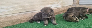 Perro Lobo Checoslovaco 3