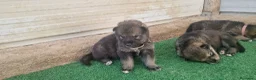 Perro Lobo Checoslovaco perros en venta: Perro lobo/wolfdog  - Anuncio 2