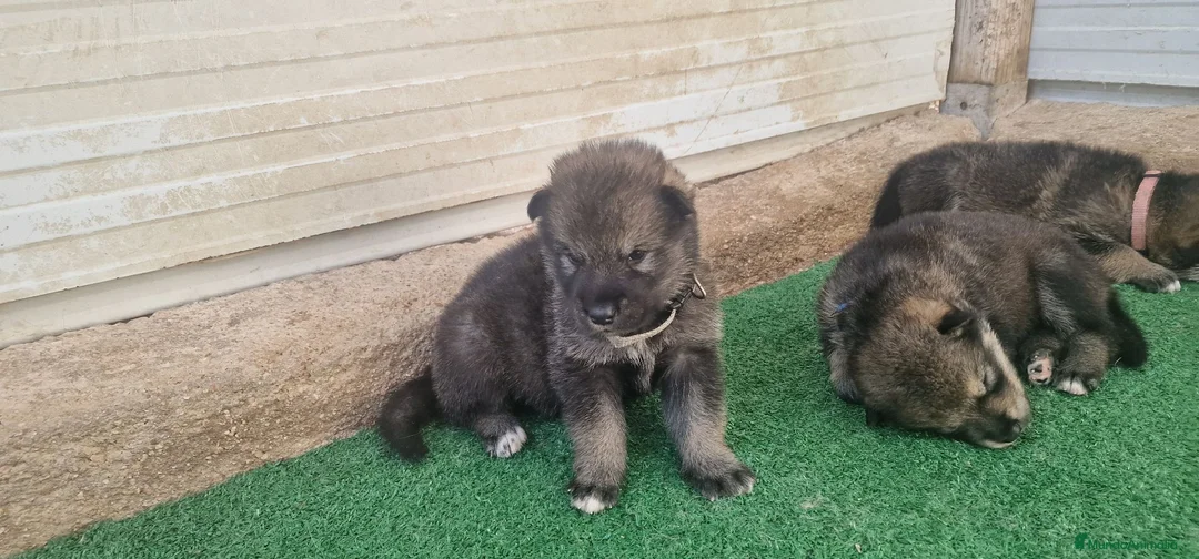 Perro Lobo Checoslovaco perros en venta: Perro lobo/wolfdog  - Anuncio 2