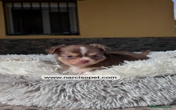 Chihuahua perros en venta: CHIHUAHUA PELO LARGO CACHORRO - Imagen 1