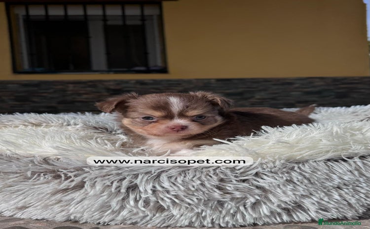 Chihuahua perros - Anuncio 19