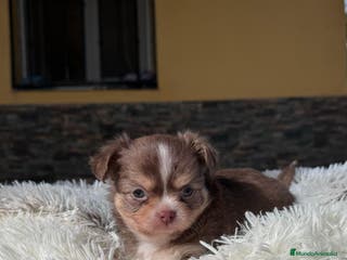 Chihuahua perros CHIHUAHUA PELO LARGO CACHORRO - Anuncio 16