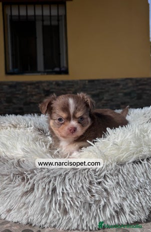 Chihuahua perros - Anuncio 14