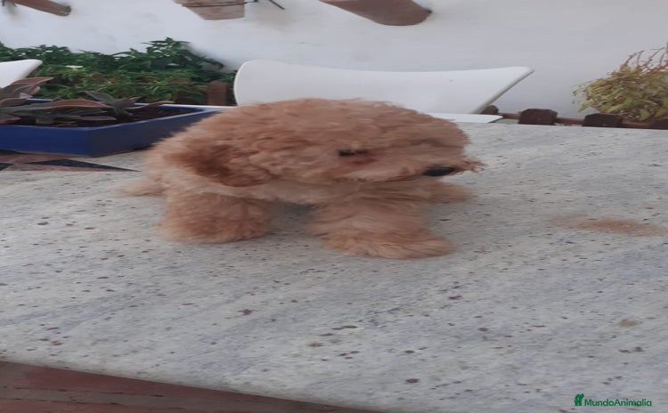 Caniche Toy perros - Propaganda 2