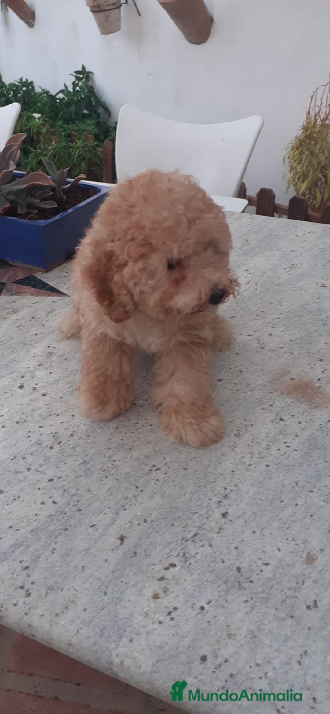 Caniche Toy perros en venta: 📢✨ Encantadores Cachorros Caniche Toy Rojizo 🐩❤️ - Imagen 1