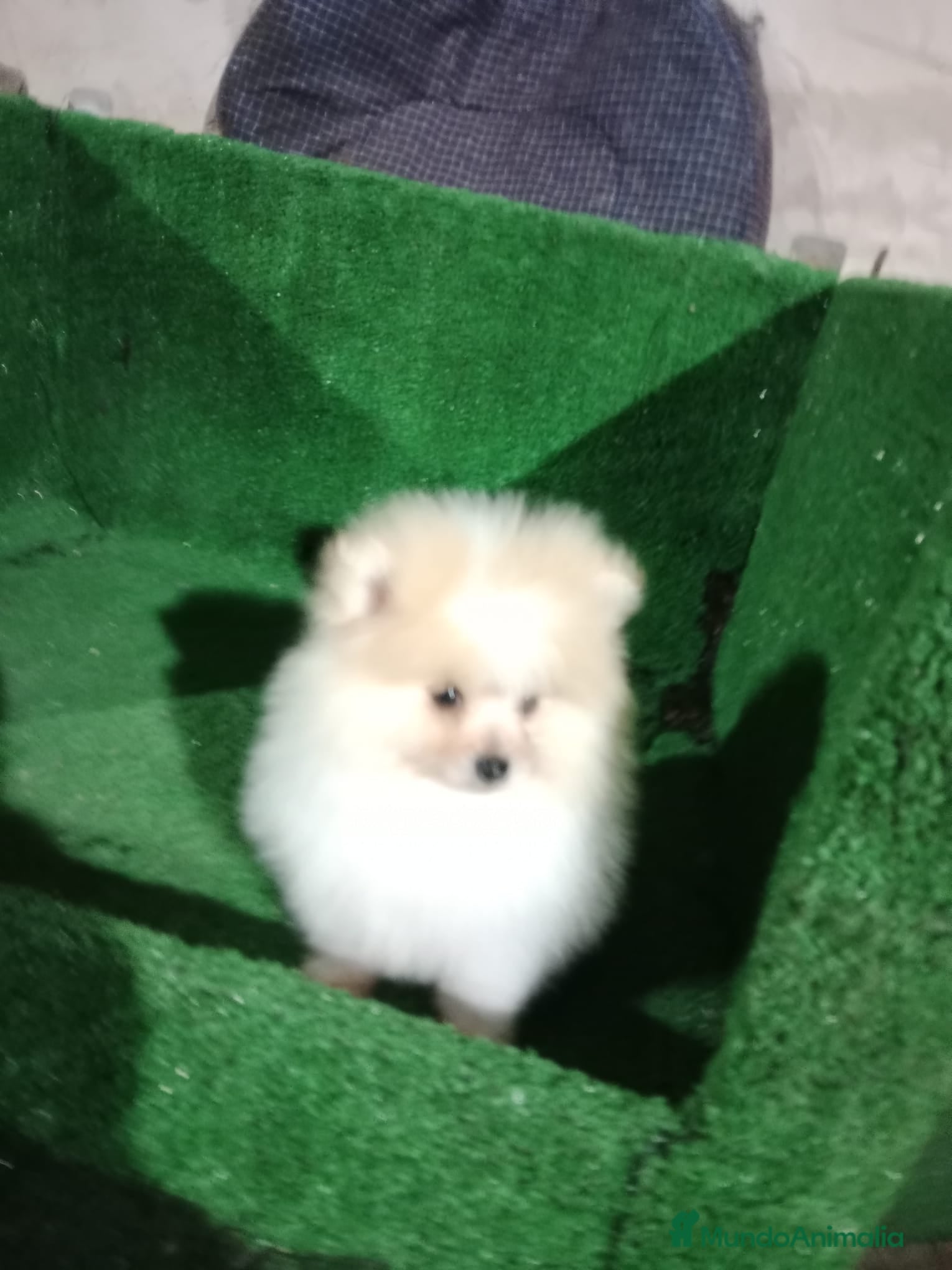 Pomerania perros Lulú de pomerania toy - Anuncio 2