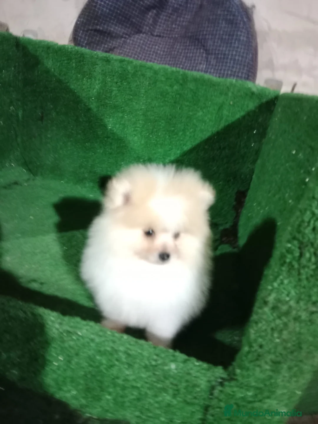 Pomerania perros en venta: Lulú de pomerania toy - Anuncio 2