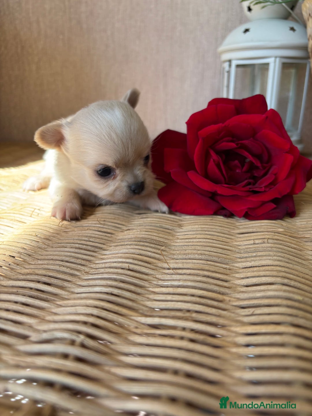 Chihuahua perros en venta: Chihuahua toy macho para diciembre !! - Imagen 3
