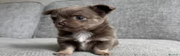 Chihuahua perros en venta: CHIHUAHUA CACHORROS  en Murcia - Anuncio 2