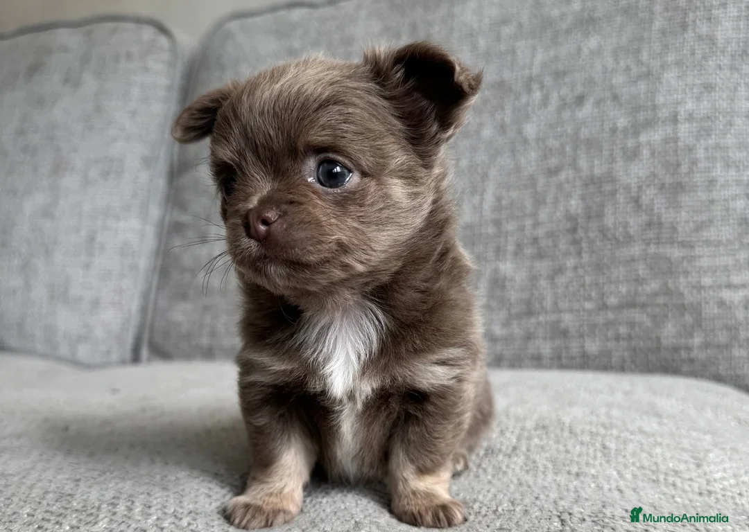 Chihuahua perros en venta: CHIHUAHUA CACHORROS  en Murcia - Anuncio 2