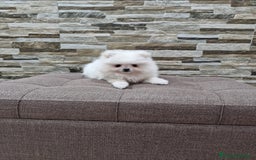 Pomerania perros en venta: Lulú de pomerania  - Imagen 6