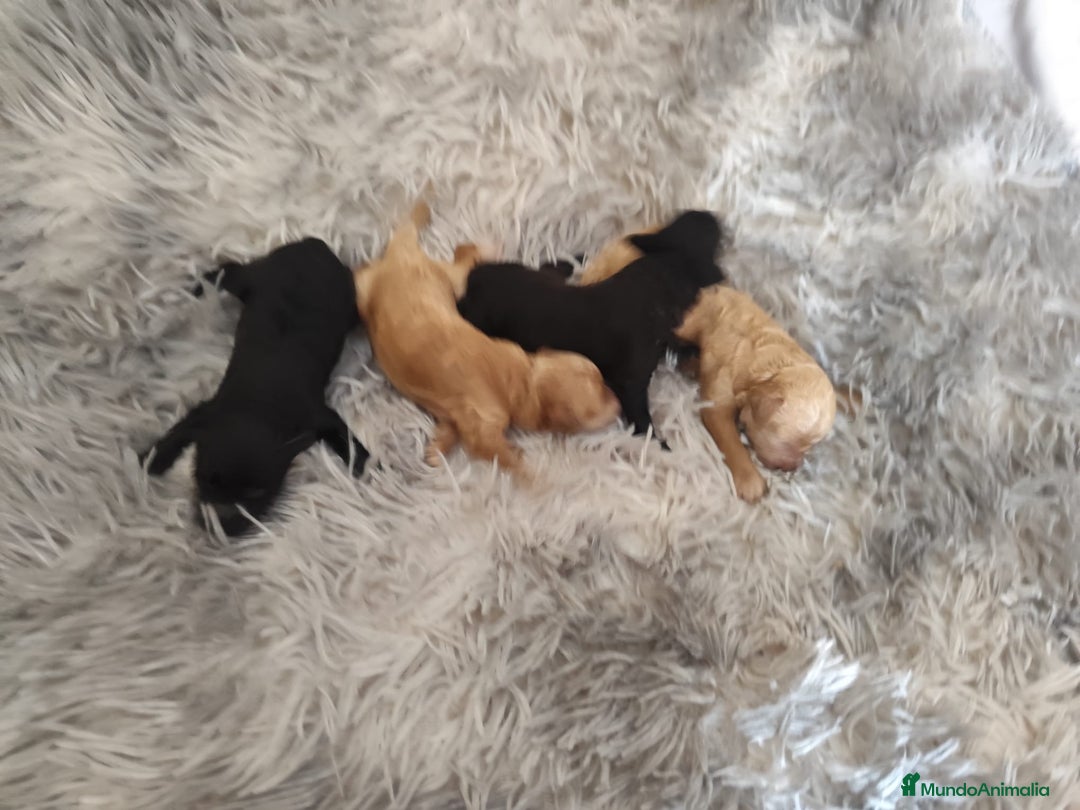 Caniche Toy perros en venta: Caniche toy  - Anuncio 5