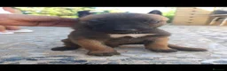 Pastor Belga Malinois perros en venta: Pastores Belgas de Calidad  - Anuncio 3