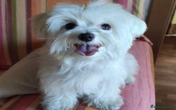 Bichón Maltés perros en venta: Entrañable cachorrito de Bichón Maltés Toy - Imagen 1