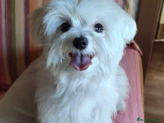 Bichón Maltés perros - Anuncio 6