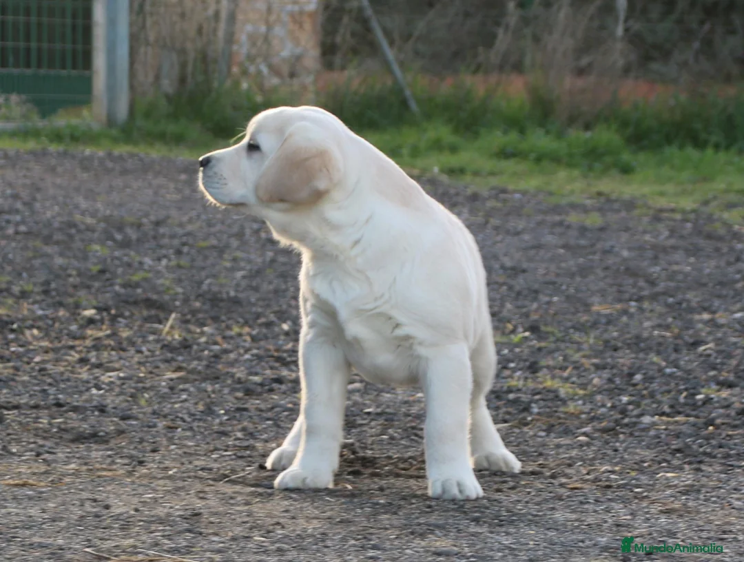 Labrador Retriever perros en venta: cachorros labrador retriever - Anuncio 1