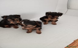 Yorkshire Terrier perros en venta: Yorkshire terrier toy  - Imagen 3