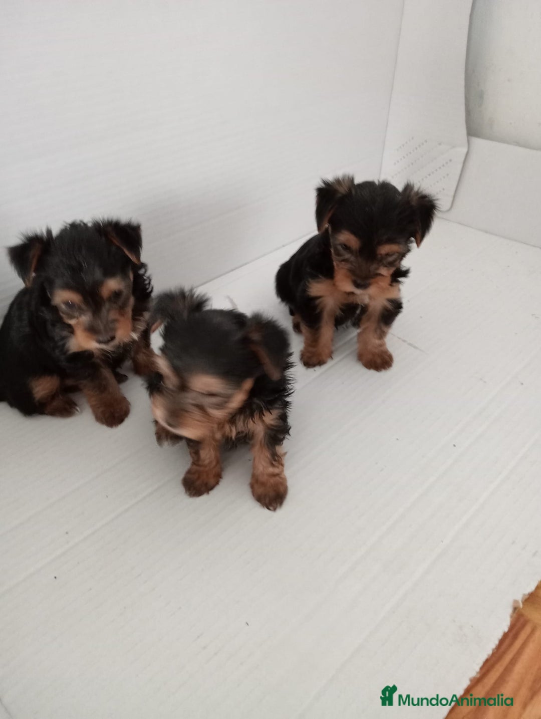 Yorkshire Terrier perros en venta: Yorkshire terrier toy  - Imagen 3