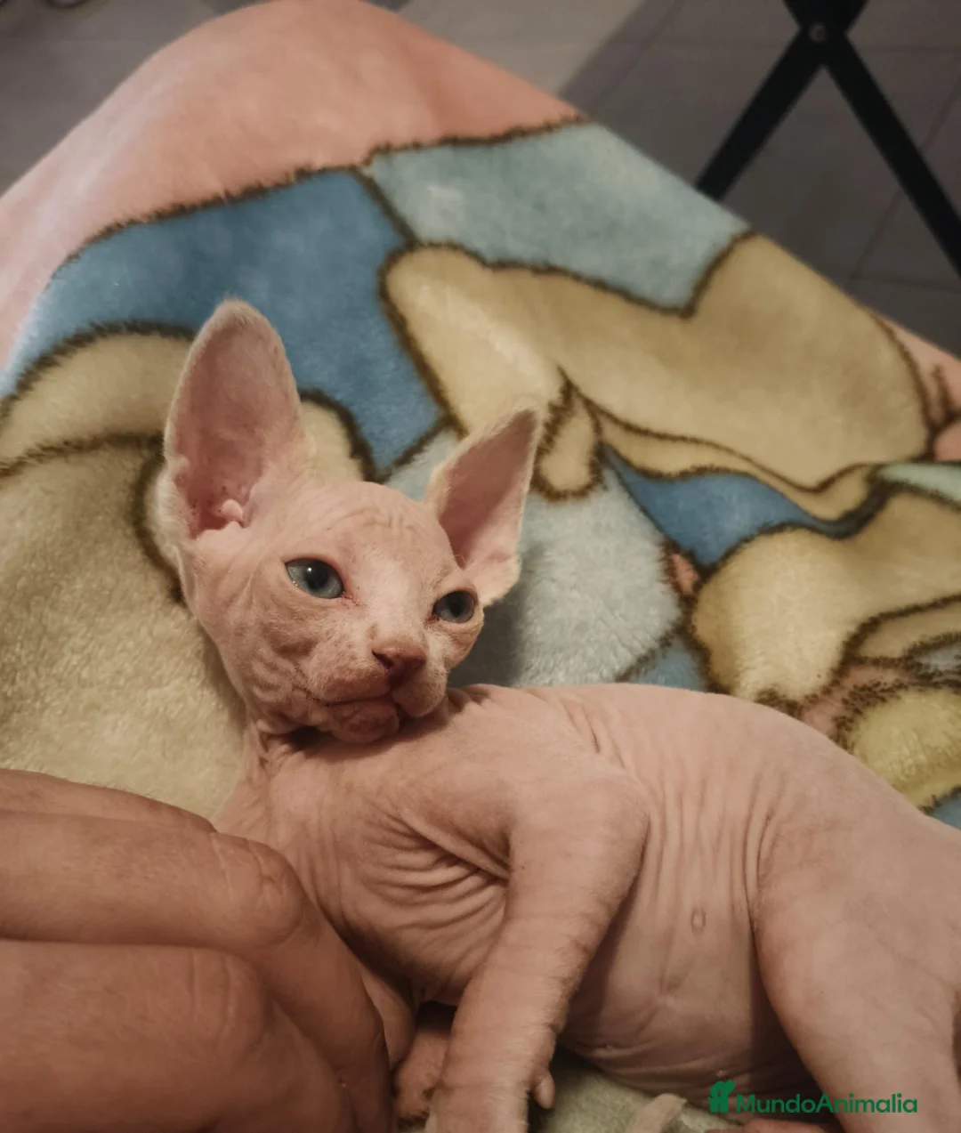 Sphynx gatos en venta: Machito de Sphynx  - Anuncio 1
