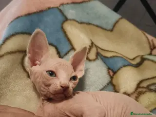 Sphynx gatos Machito de Sphynx - Anuncio 8