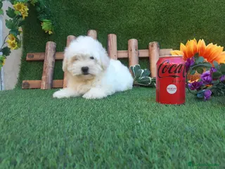 Bichón Maltés perros PRECIOSOS BICHON MALTES - Anuncio 2