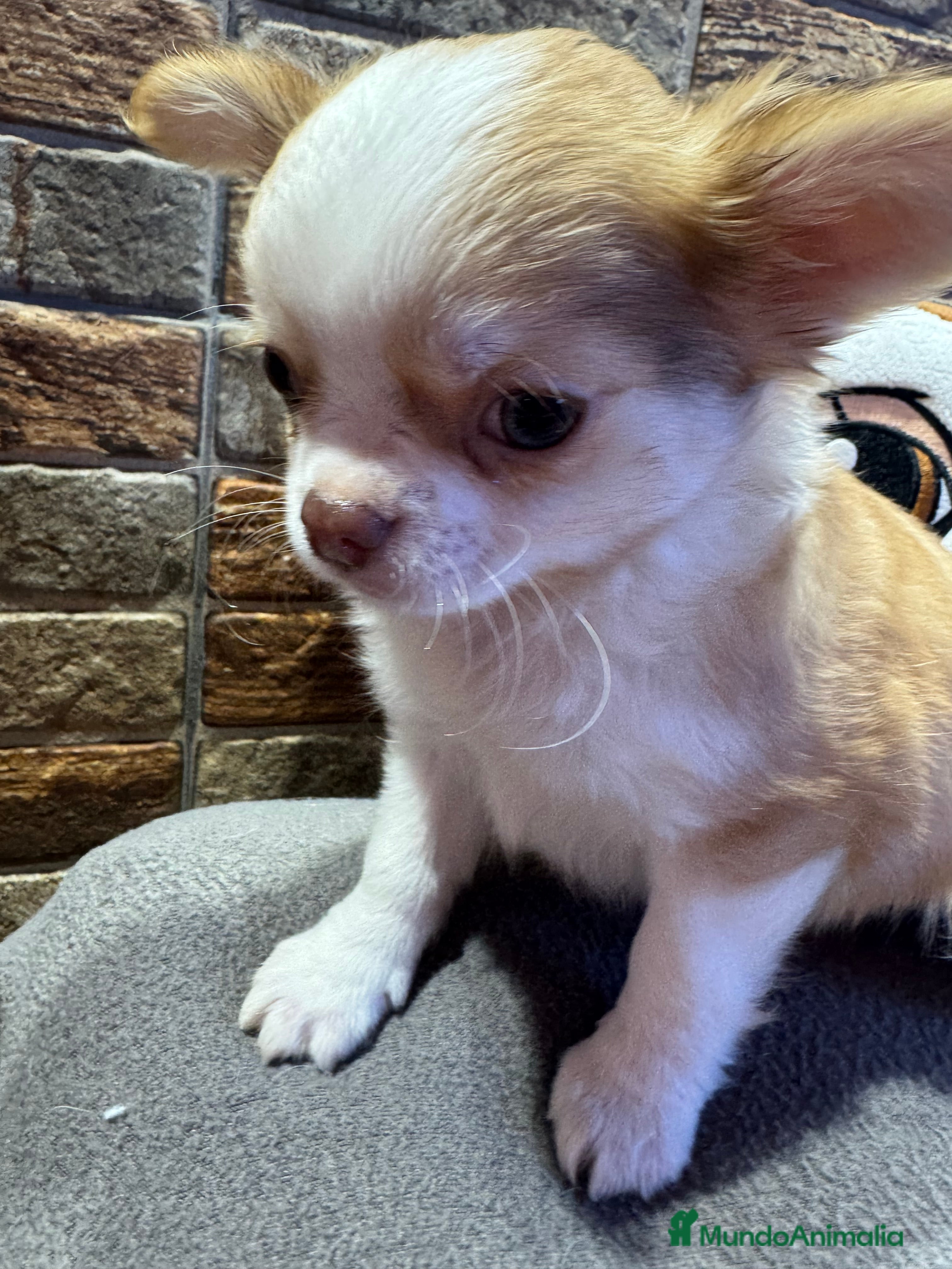 Chihuahua perros Chihuahua línea rusa - Anuncio 15