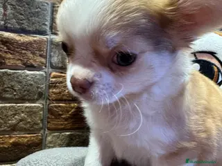 Chihuahua perros Chihuahua línea rusa - Anuncio 15