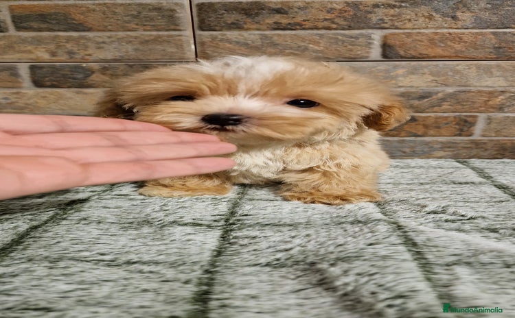 Maltipoo perros - Anuncio 1