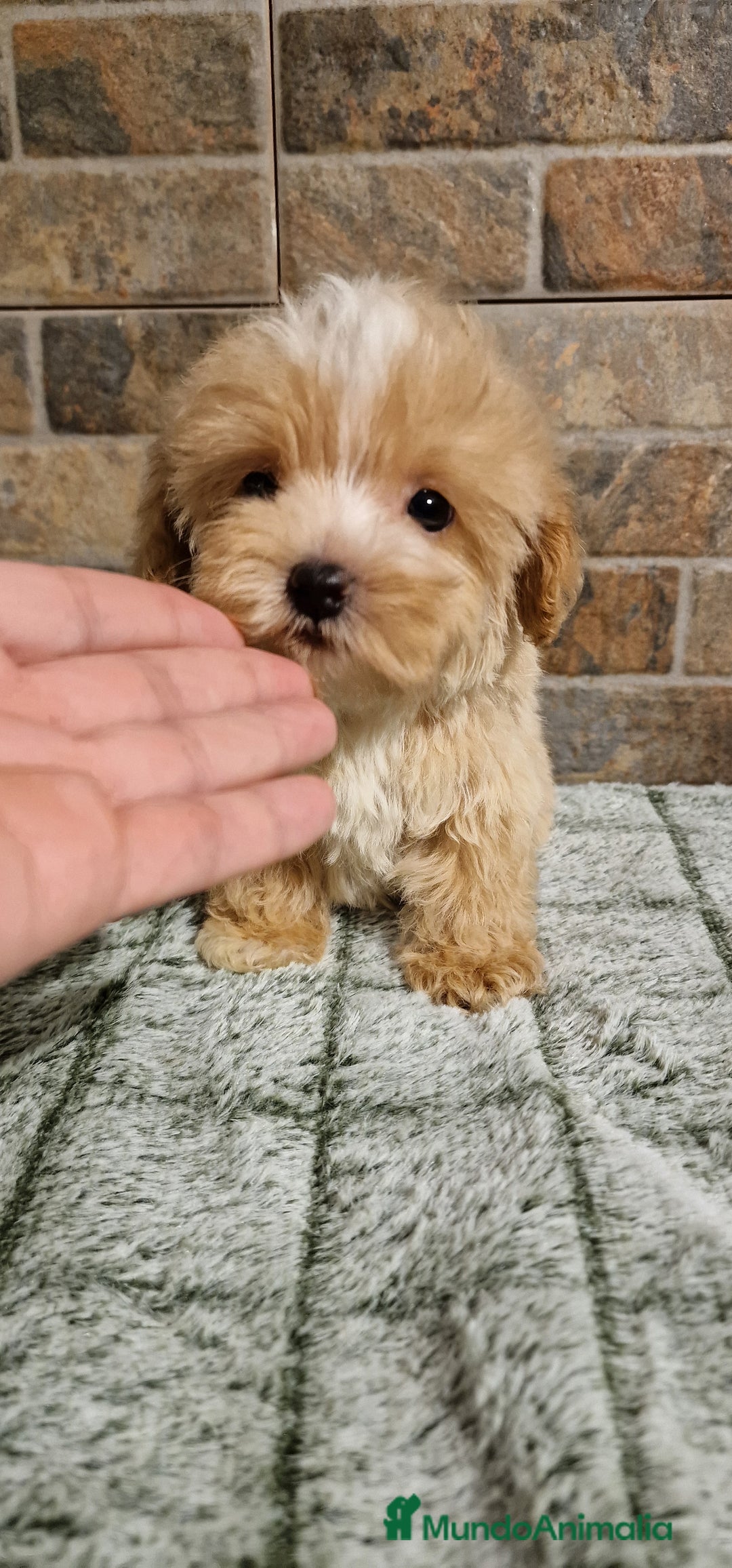 Maltipoo perros en venta: MALTIPOO MIRCO Y MICRO/TEA CUP - Imagen 1