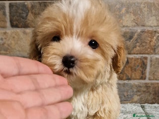 Maltipoo perros - Anuncio 30