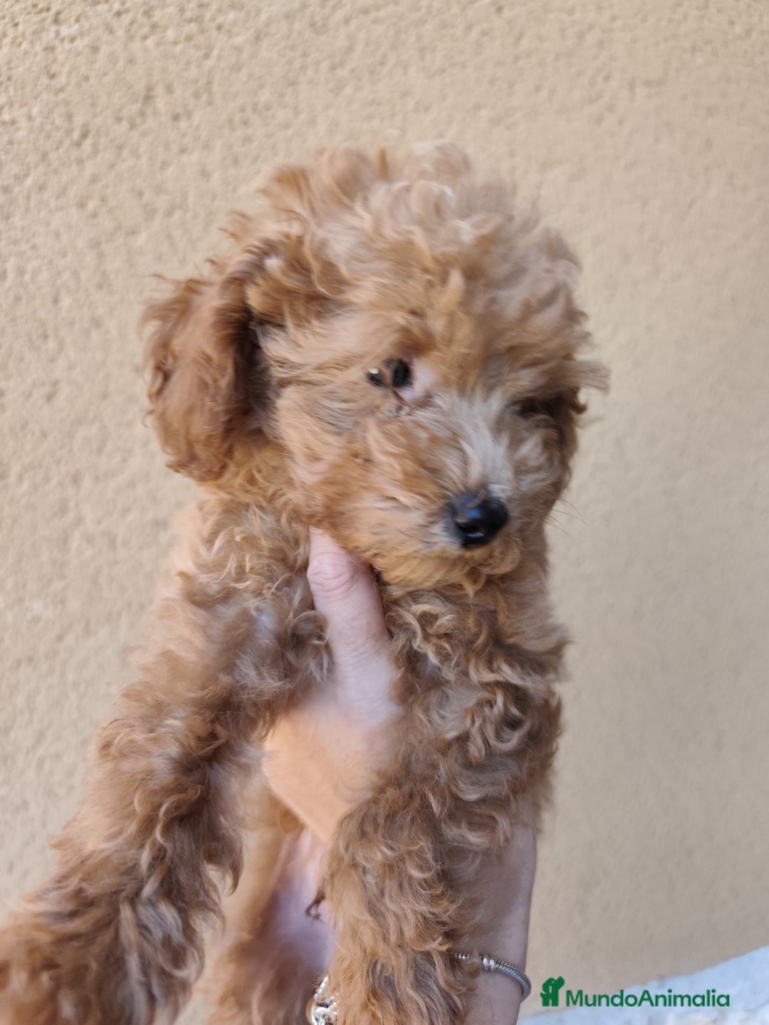 Caniche Toy perros en venta: Caniche toy  - Imagen 2