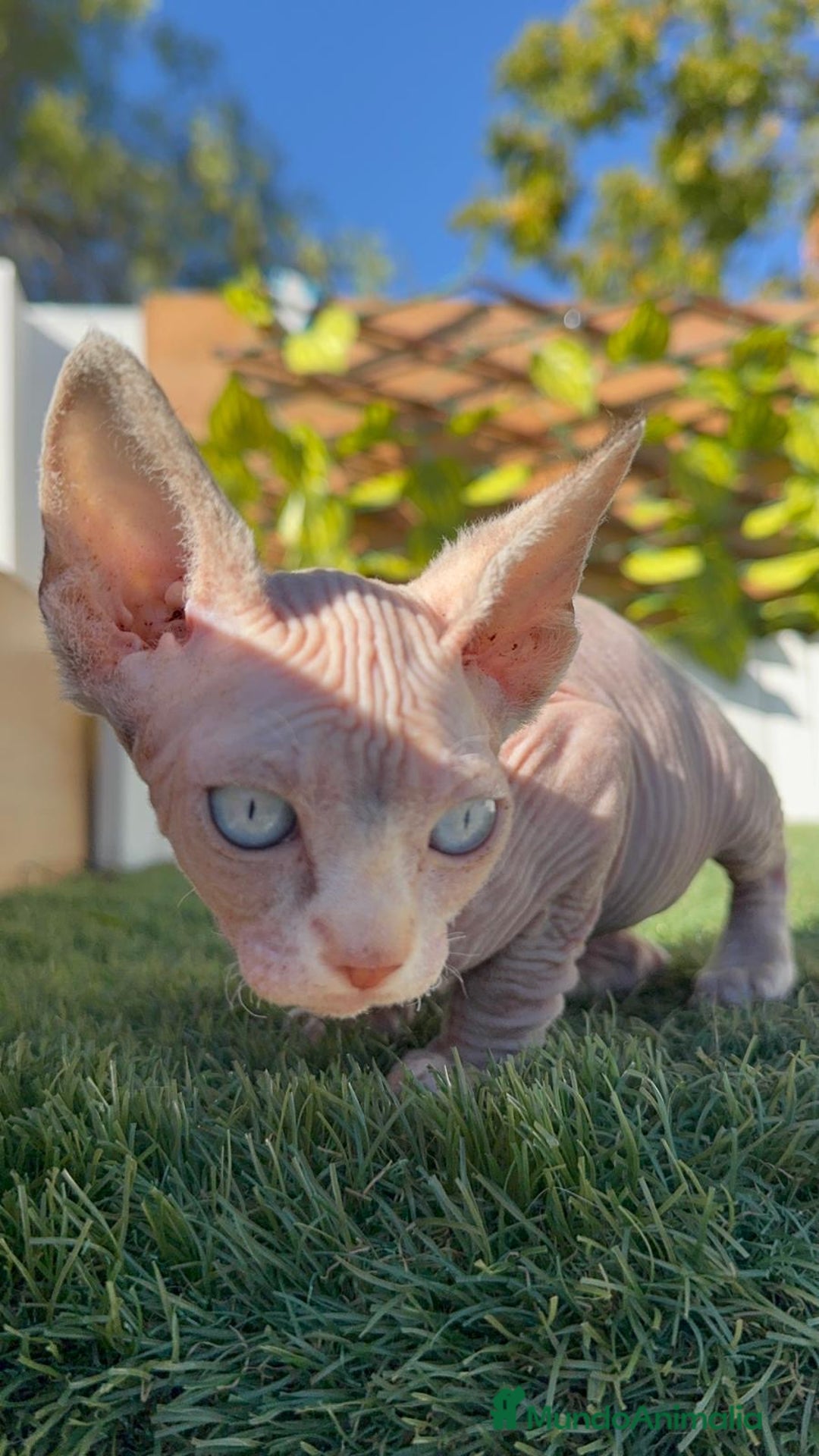 Sphynx gatos en venta: GATITAS SpHYNX - Anuncio 16