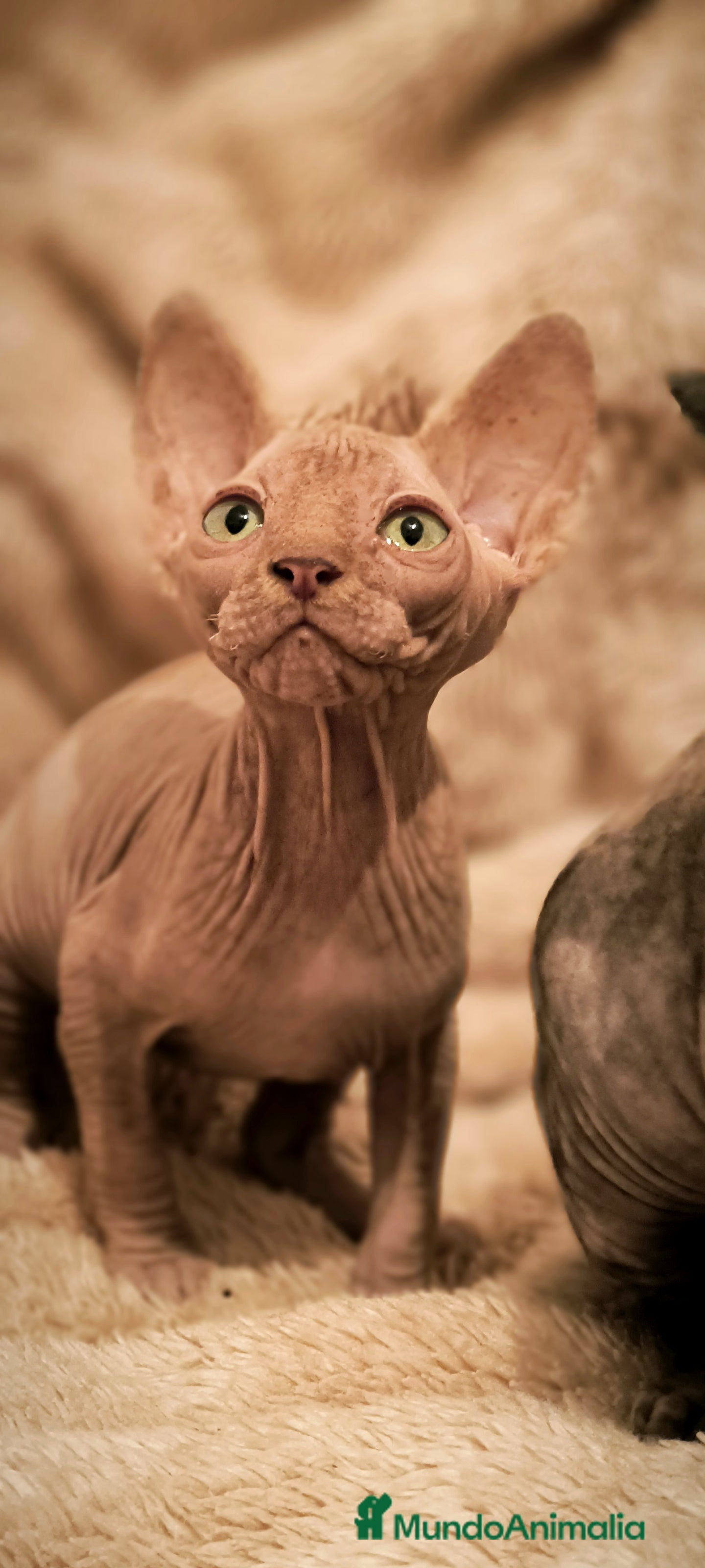 Sphynx gatos Macho y hembra sphynx  - Anuncio 2