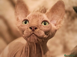 Sphynx gatos Macho y hembra sphynx - Anuncio 2