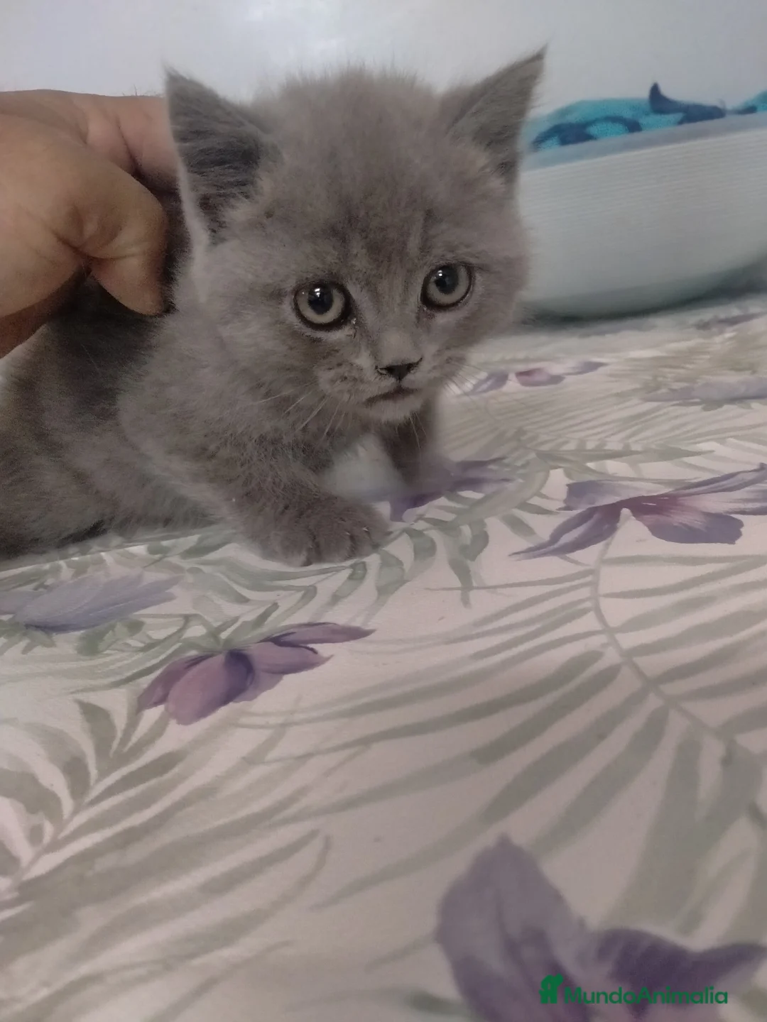 Británico de Pelo Corto gatos en venta: Gatitos British  - Anuncio 1