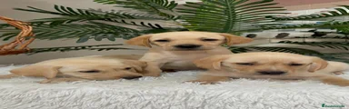 Labrador Retriever 1