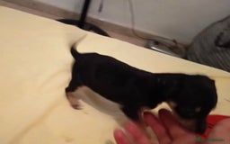 Ratón de Praga perros en venta: RATON DE PRAGA - Imagen 9