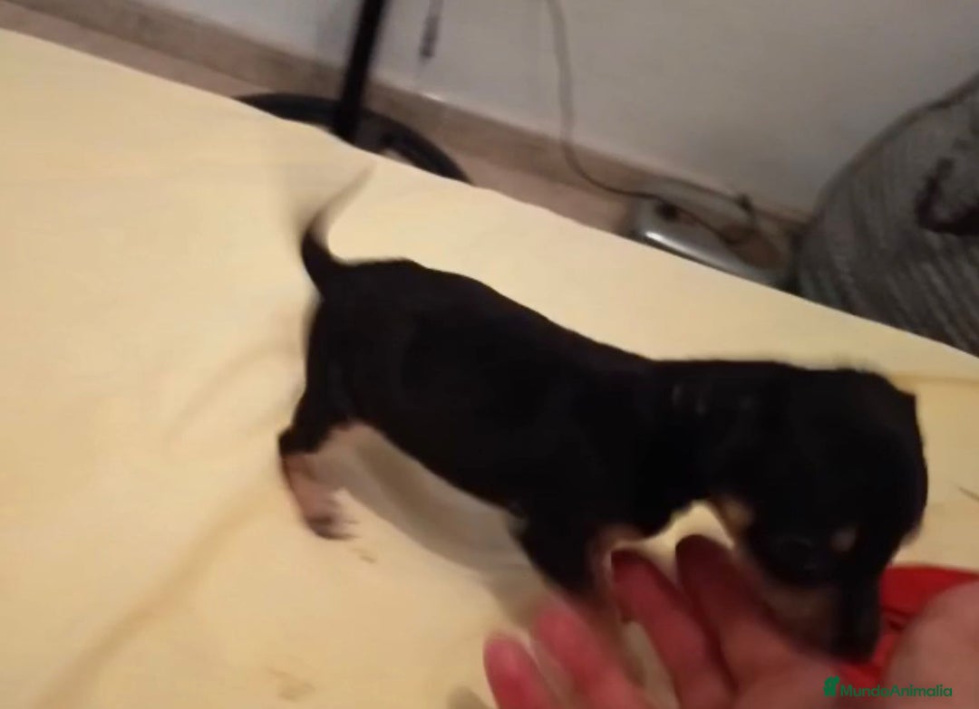 Ratón de Praga perros en venta: RATON DE PRAGA - Imagen 9