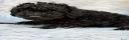 Caniche Toy perros en venta: Caniche Toy  - Anuncio 6