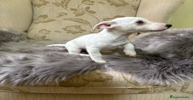 Jack Russell Terrier perros - Anuncio 5