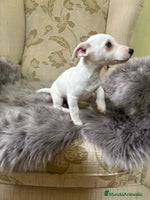 Jack Russell Terrier perros Cachorros de Jack Russell - Anuncio 11