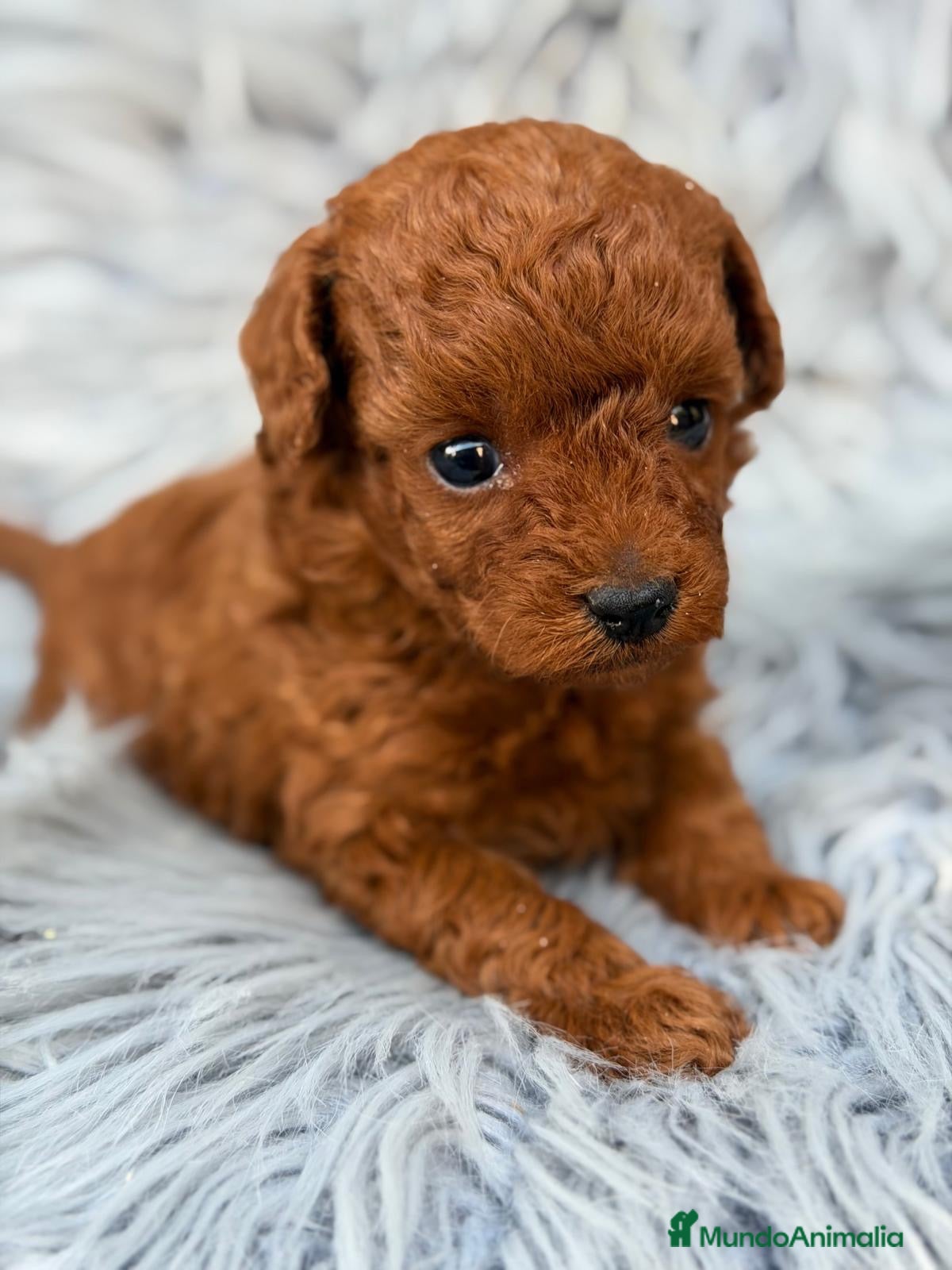 Caniche Toy perros Caniche toy rojo pimentón🐾 - Anuncio 1