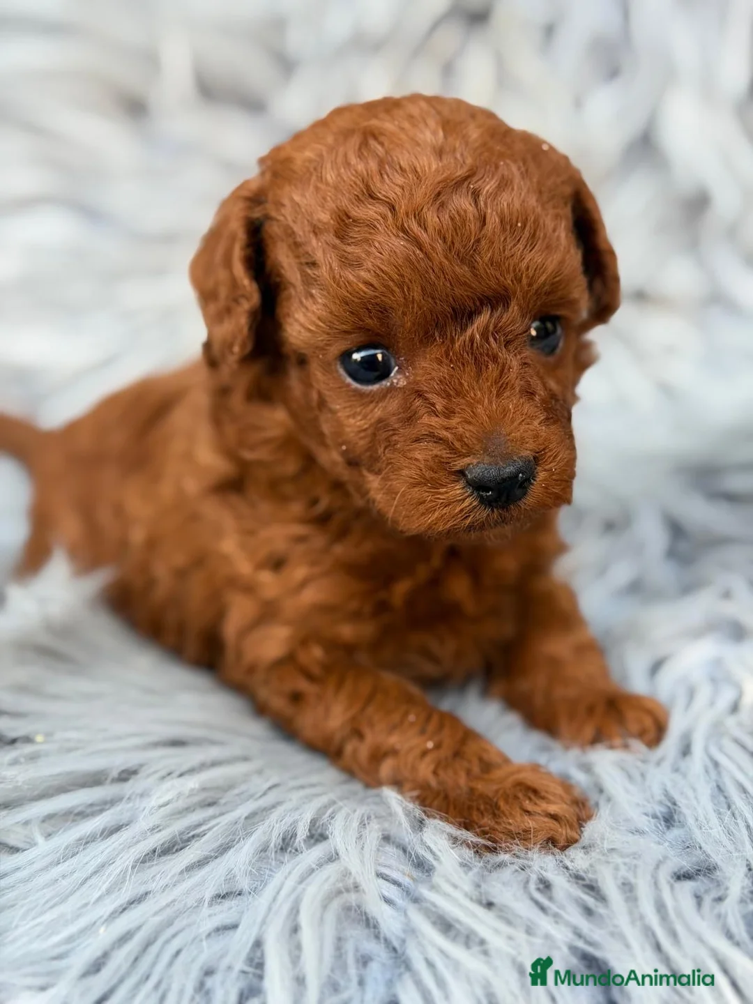 Caniche Toy perros en venta: Caniche toy rojo pimentón🐾 - Anuncio 1