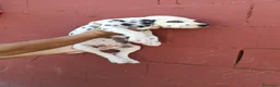 Dálmata perros en venta: Dalmata disponible🐾🐶 en Málaga - Anuncio 4