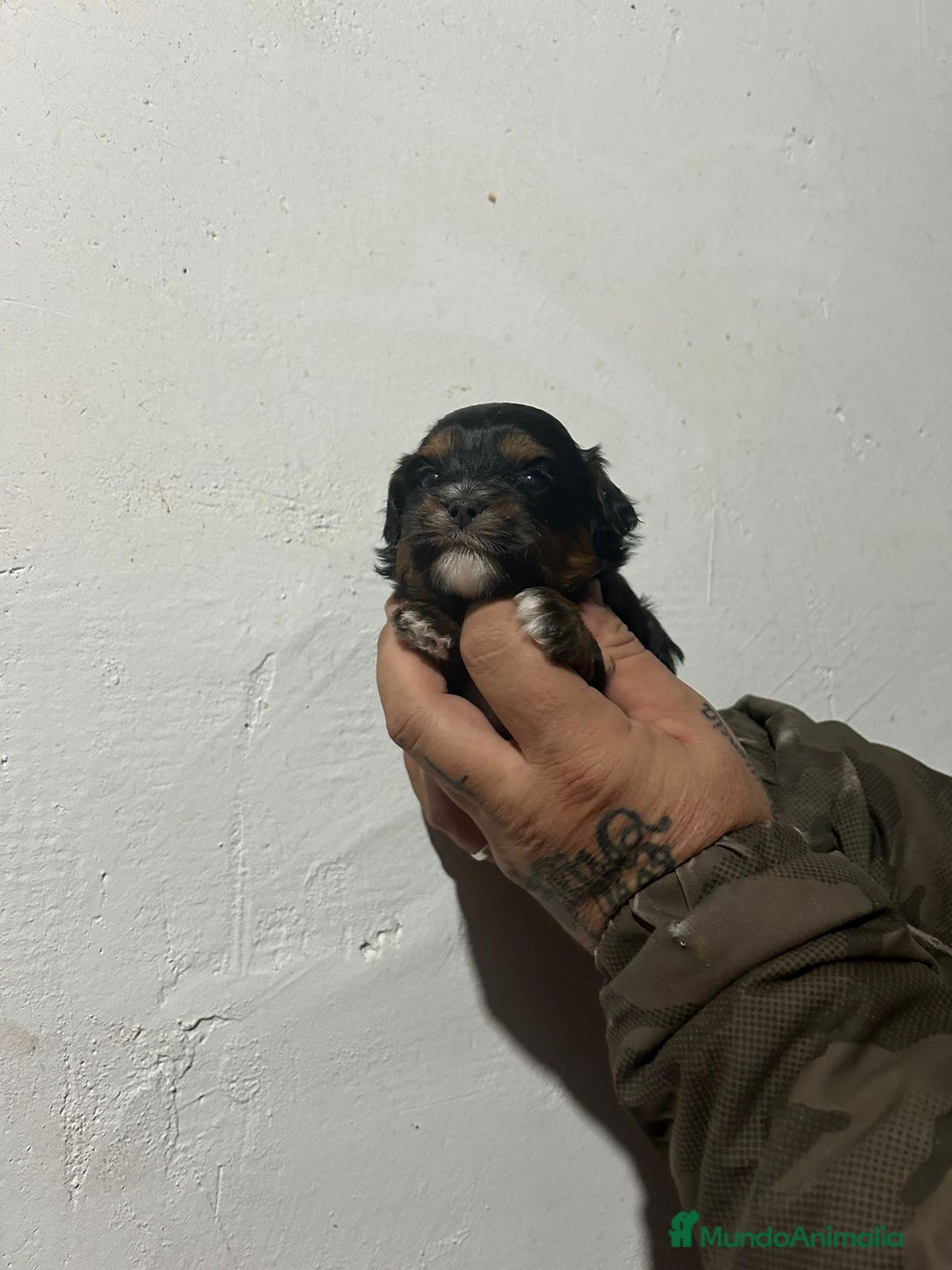 Shihpoo perros en venta: Shihpoo - Anuncio 5