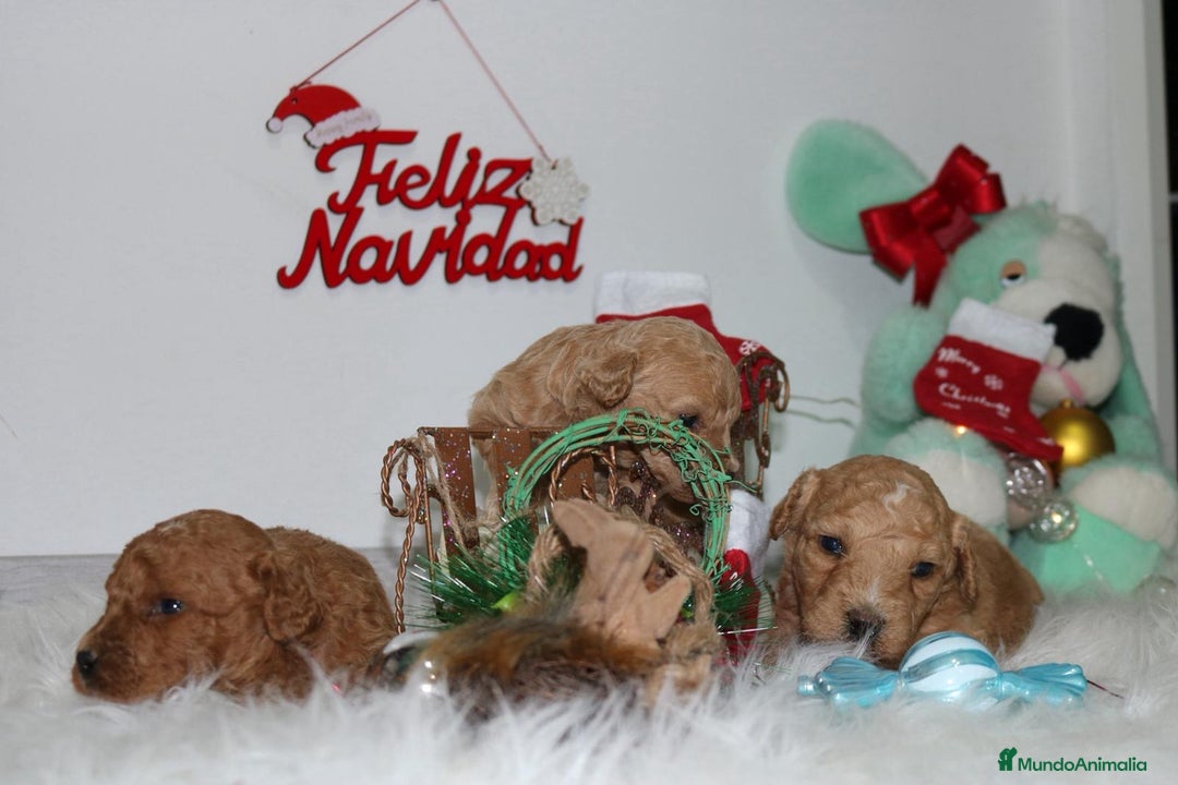 Caniche Toy perros en venta: Caniche toy - Anuncio 6